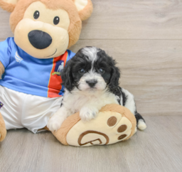 6 week old Cavachon Puppy For Sale - Windy City Pups