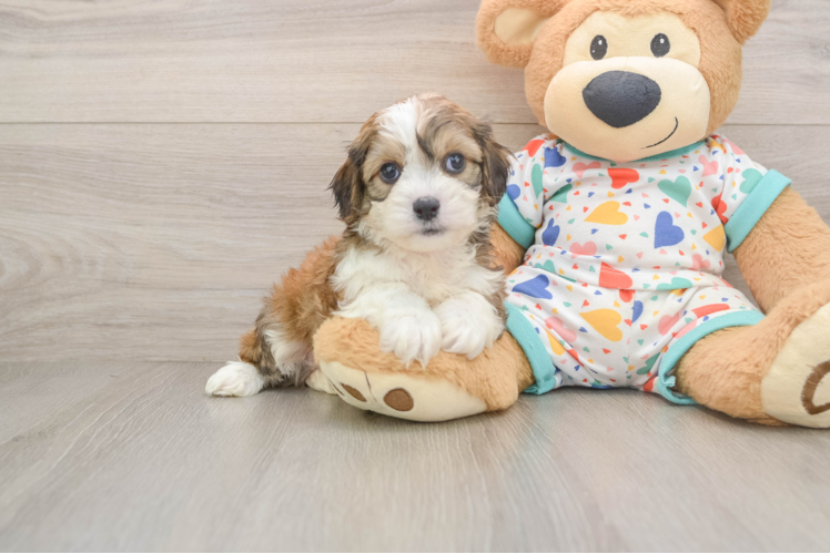 Cavachon Pup Being Cute