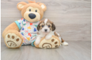 Cavachon Puppy for Adoption