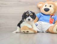 5 week old Cavachon Puppy For Sale - Windy City Pups