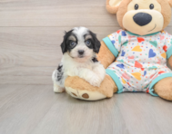 5 week old Cavachon Puppy For Sale - Windy City Pups