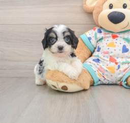 8 week old Cavachon Puppy For Sale - Windy City Pups