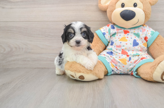 Cavachon Puppy for Adoption