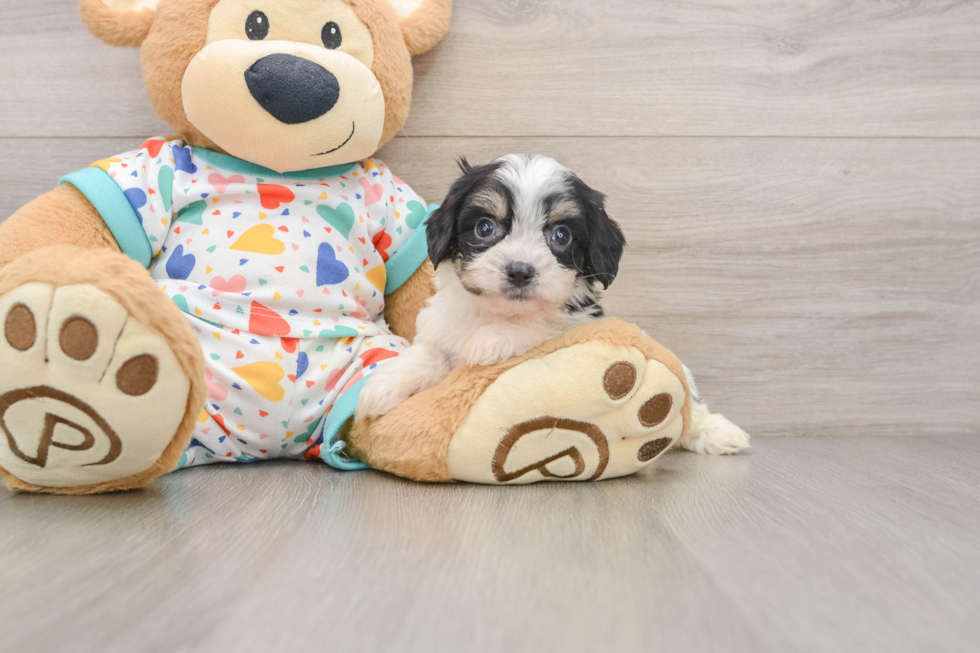 Cavachon Puppy for Adoption