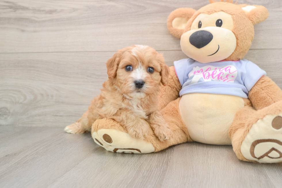 Playful Cavalier Bichon Designer Puppy