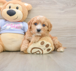 5 week old Cavachon Puppy For Sale - Windy City Pups