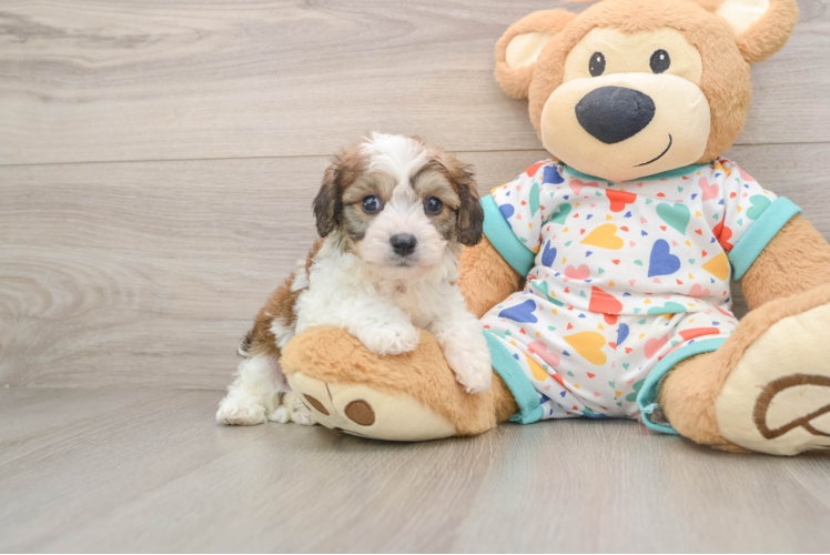 Sweet Cavachon Baby