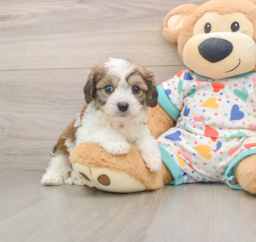7 week old Cavachon Puppy For Sale - Windy City Pups