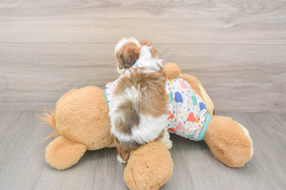 Adorable Cavalier Bichon Designer Puppy
