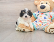 5 week old Cavachon Puppy For Sale - Windy City Pups