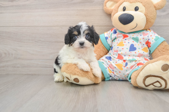 SALLY, a Cavachon littermate
