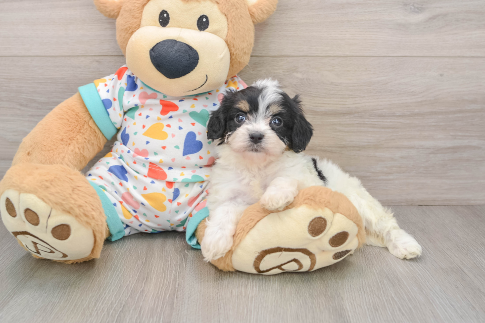 Best Cavachon Baby