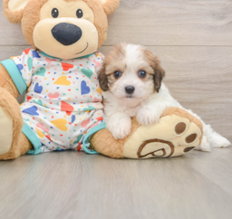 7 week old Cavachon Puppy For Sale - Windy City Pups