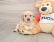 5 week old Cavachon Puppy For Sale - Windy City Pups