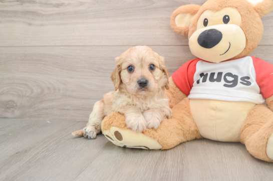 Small Cavachon Baby