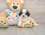 5 week old Cavachon Puppy For Sale - Windy City Pups