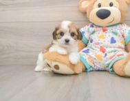 8 week old Cavachon Puppy For Sale - Windy City Pups