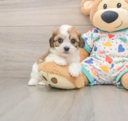 7 week old Cavachon Puppy For Sale - Windy City Pups