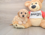 5 week old Cavachon Puppy For Sale - Windy City Pups