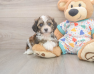 5 week old Cavachon Puppy For Sale - Windy City Pups