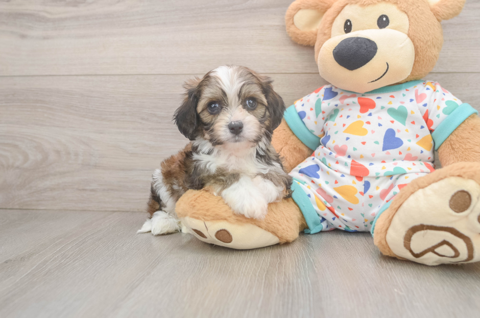 6 week old Cavachon Puppy For Sale - Windy City Pups