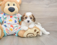 5 week old Cavachon Puppy For Sale - Windy City Pups