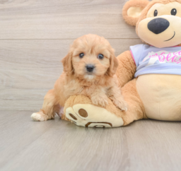 6 week old Cavachon Puppy For Sale - Windy City Pups