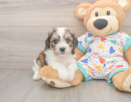 5 week old Cavachon Puppy For Sale - Windy City Pups