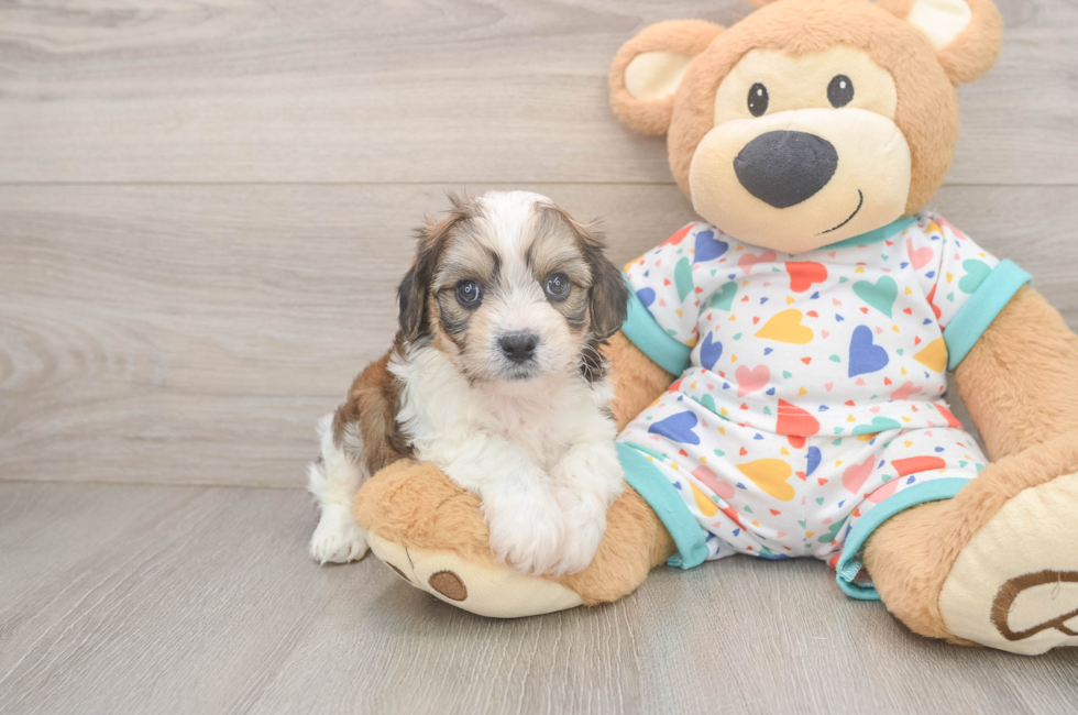 6 week old Cavachon Puppy For Sale - Windy City Pups