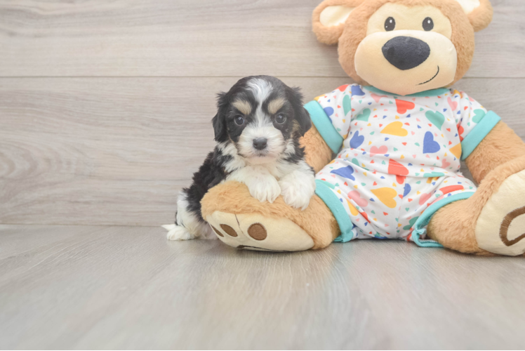 Petite Cavachon Designer Pup