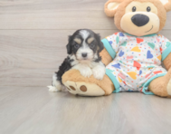 5 week old Cavachon Puppy For Sale - Windy City Pups