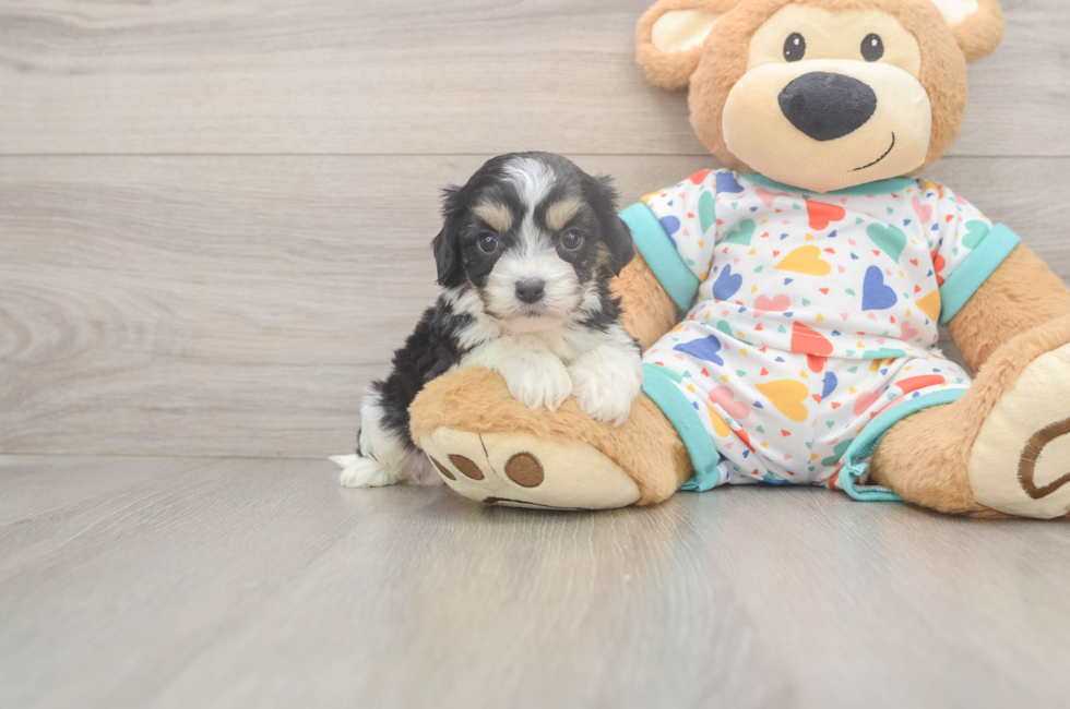 5 week old Cavachon Puppy For Sale - Windy City Pups