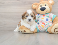 5 week old Cavachon Puppy For Sale - Windy City Pups