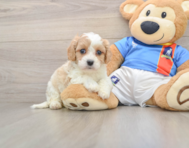 5 week old Cavachon Puppy For Sale - Windy City Pups