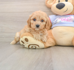 6 week old Cavachon Puppy For Sale - Windy City Pups