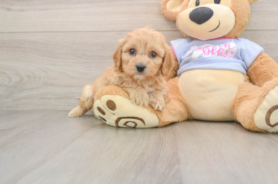 Cavachon Puppy for Adoption