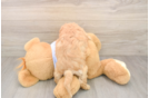 Cavachon Pup Being Cute