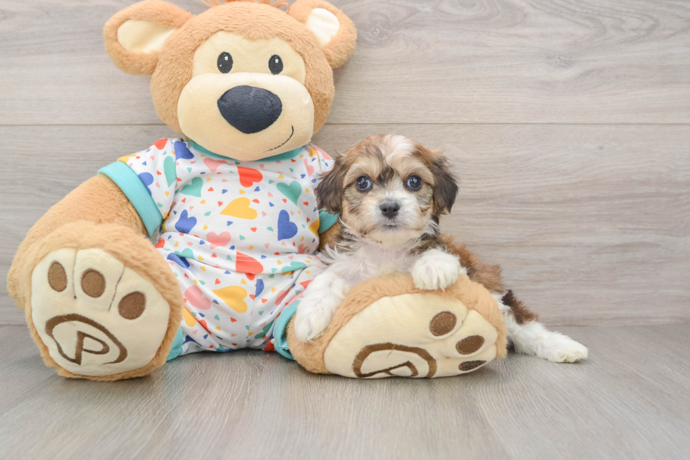 Cavachon Pup Being Cute