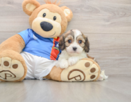 5 week old Cavachon Puppy For Sale - Windy City Pups