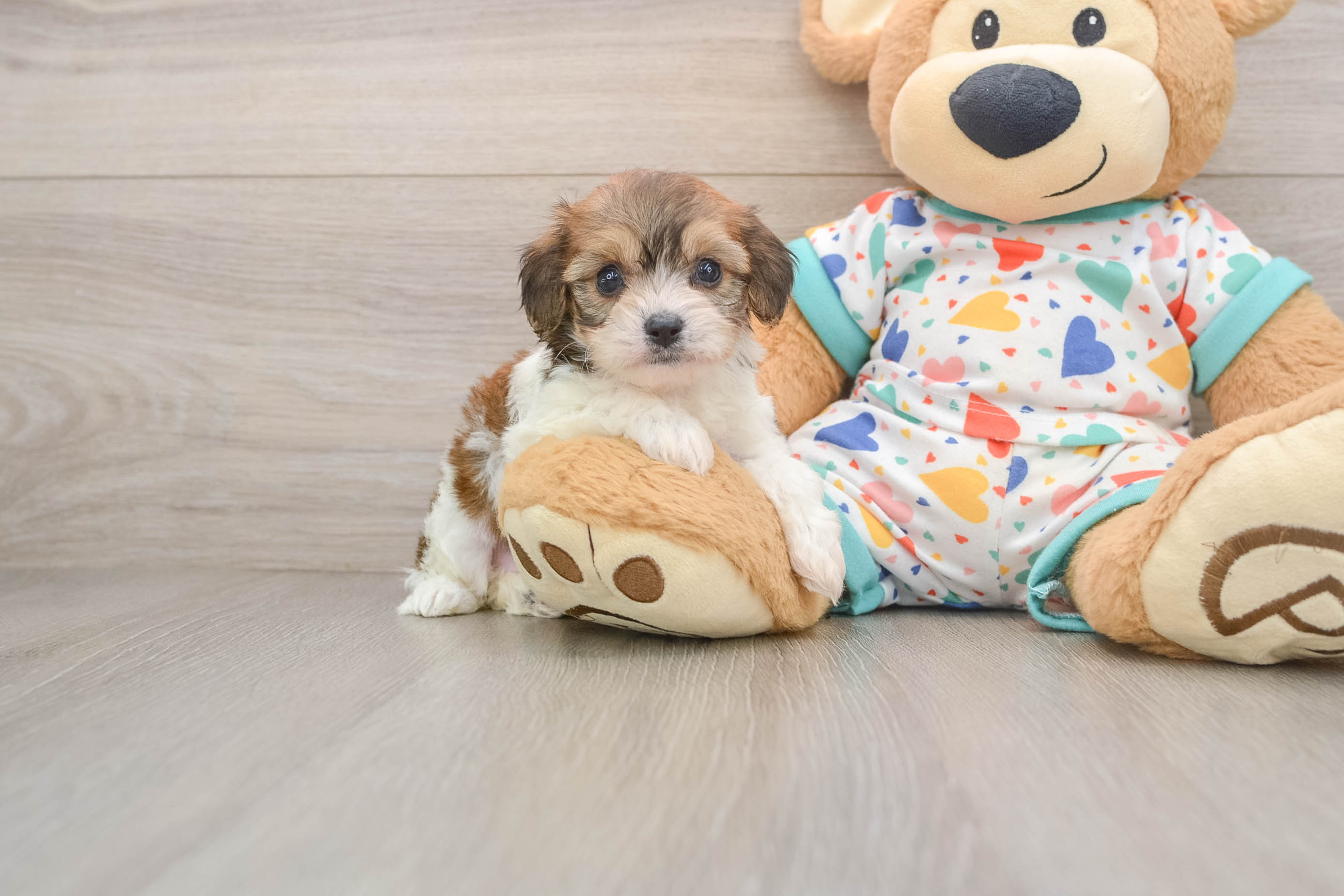 Best Cavachon Baby