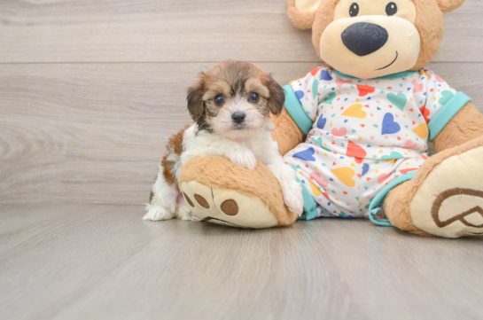 SHERRY, a Cavachon littermate
