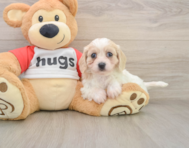 5 week old Cavachon Puppy For Sale - Windy City Pups