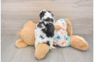 Cavachon Puppy for Adoption