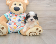 5 week old Cavachon Puppy For Sale - Windy City Pups