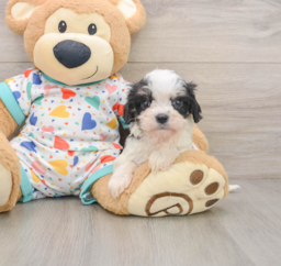 8 week old Cavachon Puppy For Sale - Windy City Pups