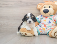 7 week old Cavachon Puppy For Sale - Windy City Pups