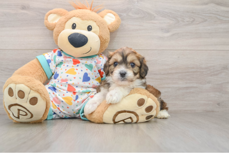 Cavachon Puppy for Adoption