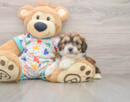 6 week old Cavachon Puppy For Sale - Windy City Pups