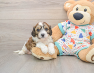 5 week old Cavachon Puppy For Sale - Windy City Pups