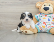 5 week old Cavachon Puppy For Sale - Windy City Pups